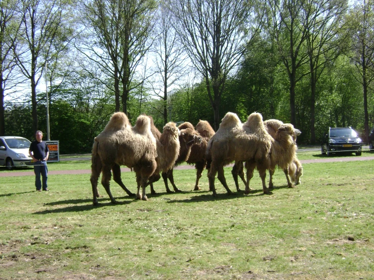 a group of camels following each other across a field