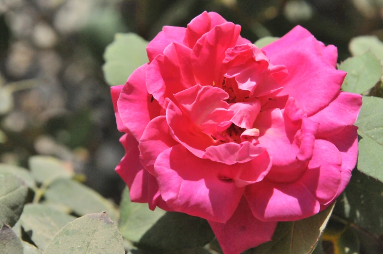 the large pink flower has many leaves around it