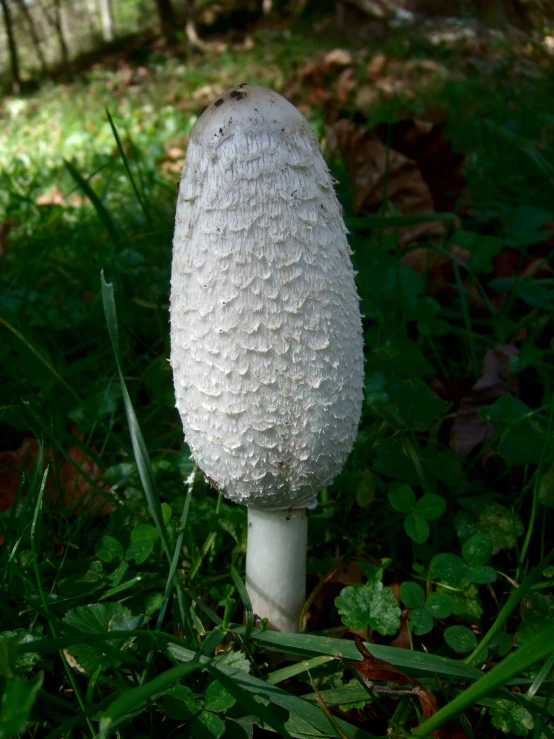 a white mushroom sits in the grass and looks like it has fallen
