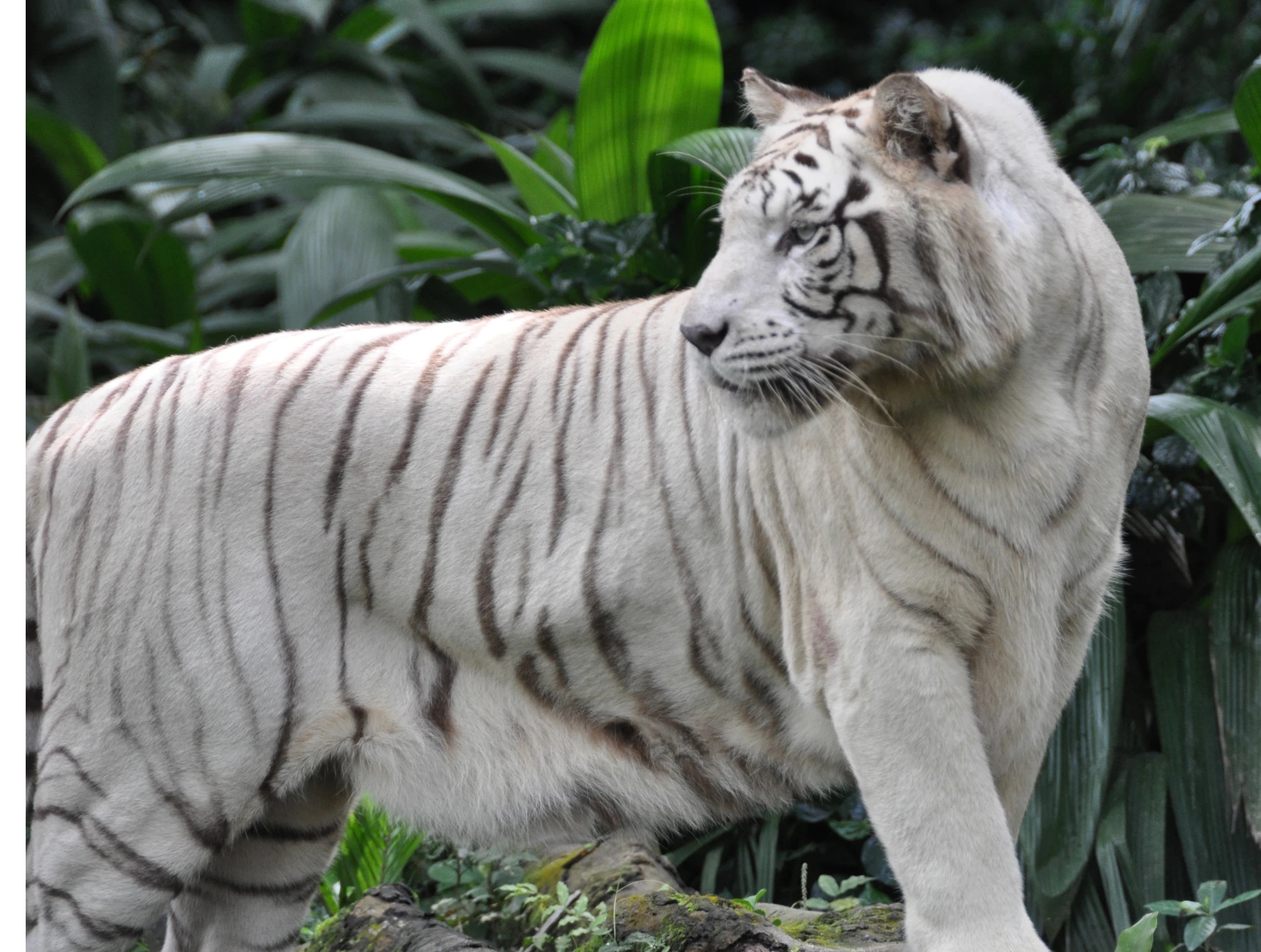 a white tiger walking through the woods and some greenery