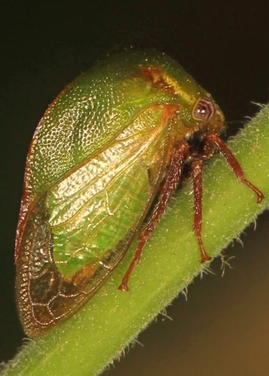 a close up of a bug on a green stalk