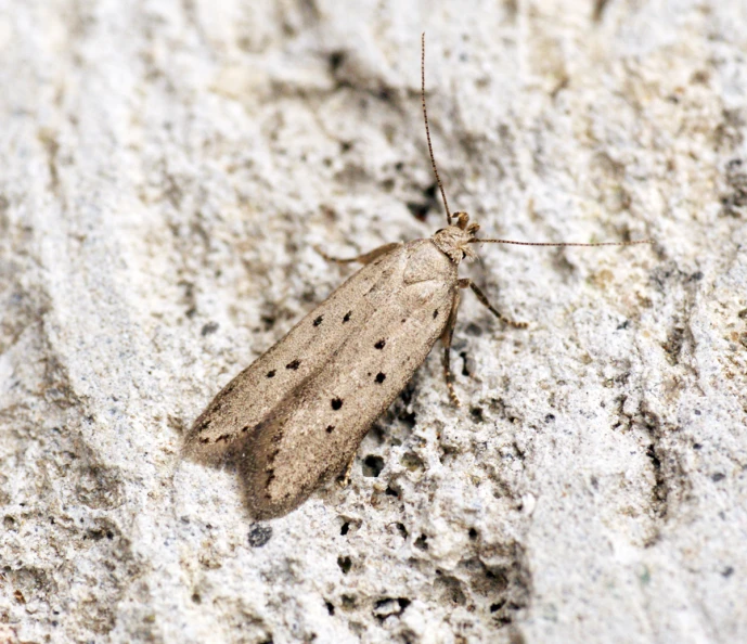 a brown insect sitting on top of a white rock