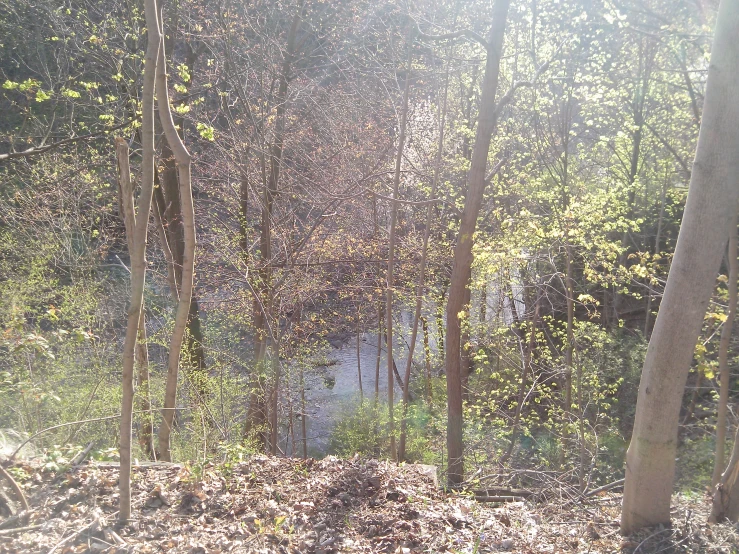 an area with several trees in it that is very leafy