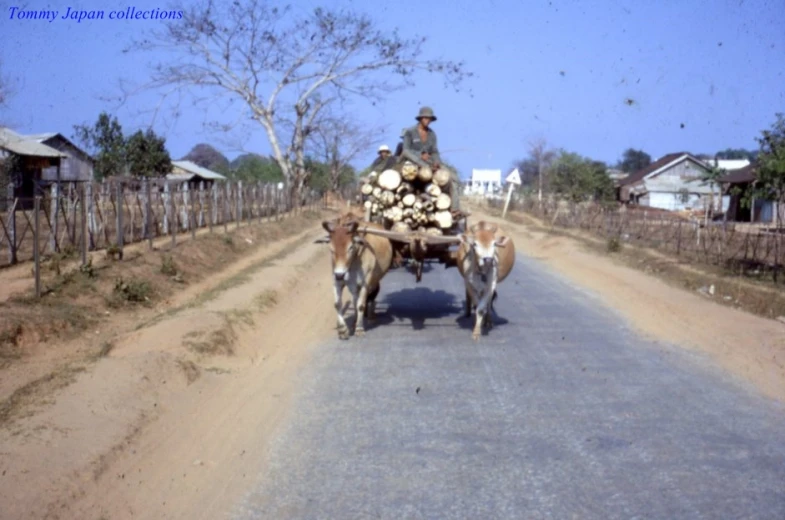 an old po of two cows standing in the road