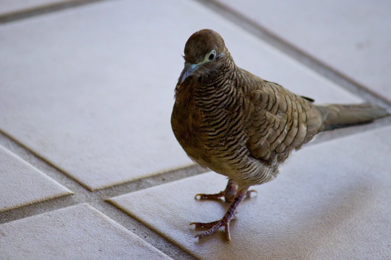 the small bird is standing on the tile in the floor