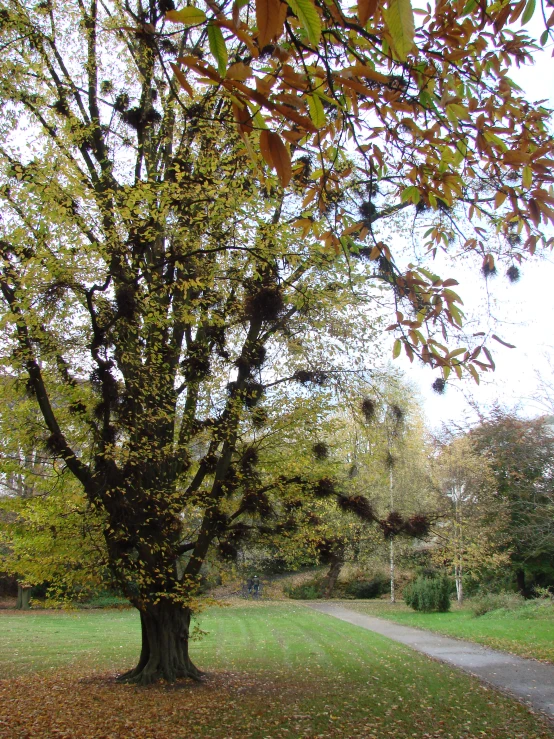 a road is lined with trees near a park