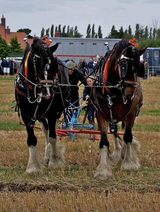 two clydesdale horses pulling a cart full of people