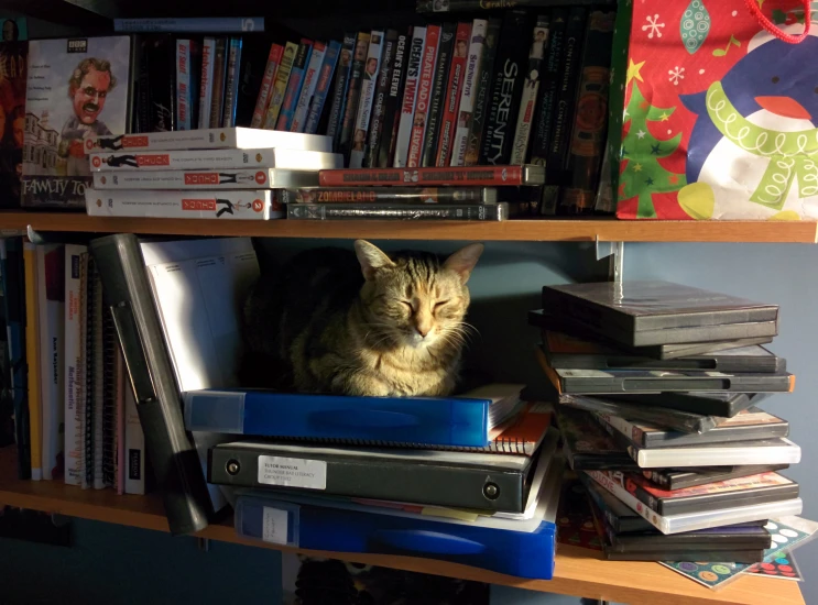 a cat sits on top of a stack of dvds