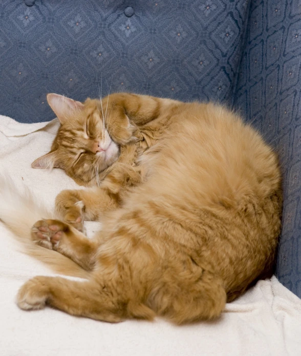 a very cute cat laying on top of a couch