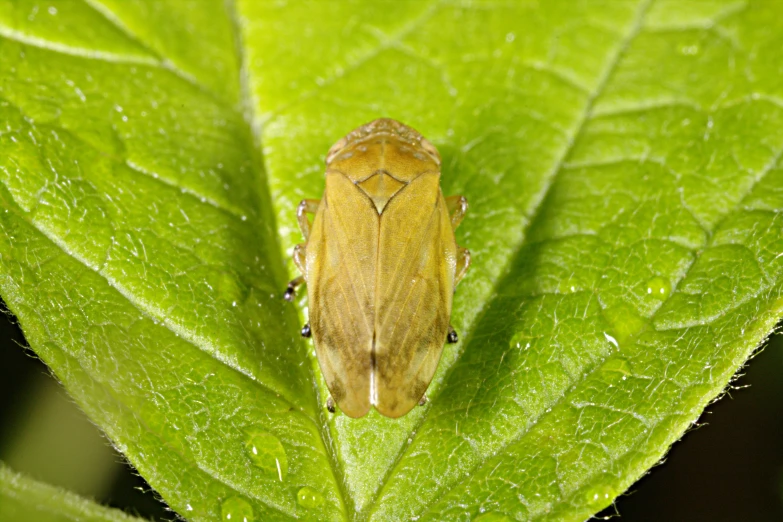 a large brown insect is standing on a green leaf