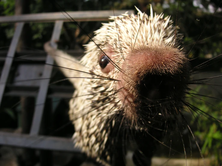 a large porcupine looking out its cage