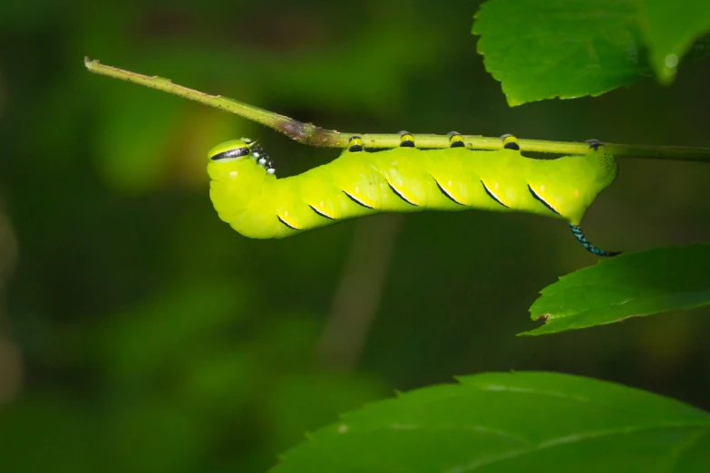 a green caterpillar on a leaf with its tail curled