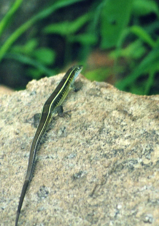 a lizard sitting on the rock looking at the camera