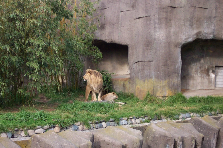 a lion and a calf in an exhibit at the zoo