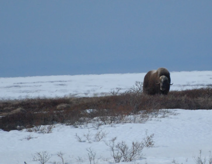 a long eared wooly, hairy animal is seen in a snowy area