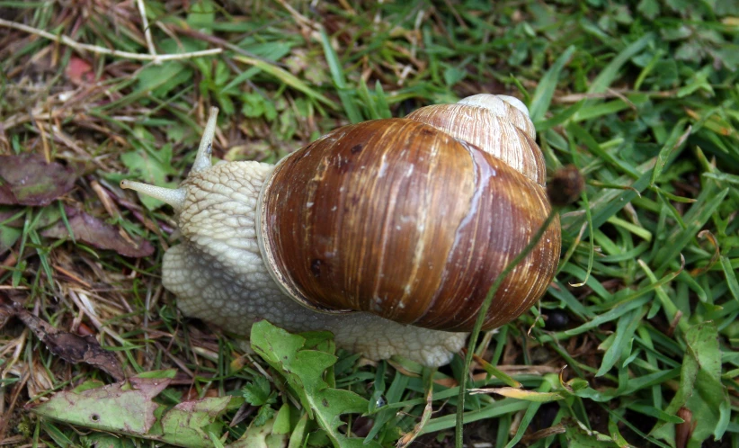 a snail walking on some grass and grass