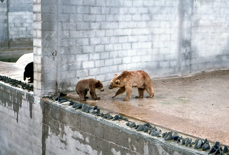 two brown bears in a concrete enclosure playing with each other