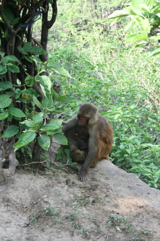 a monkey sitting on top of a mound of sand