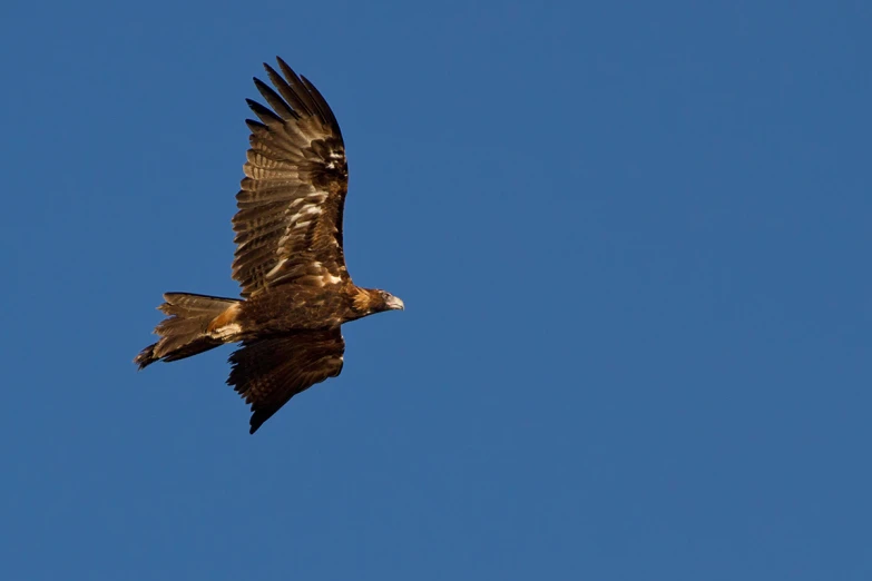 two brown hawks flying in the sky