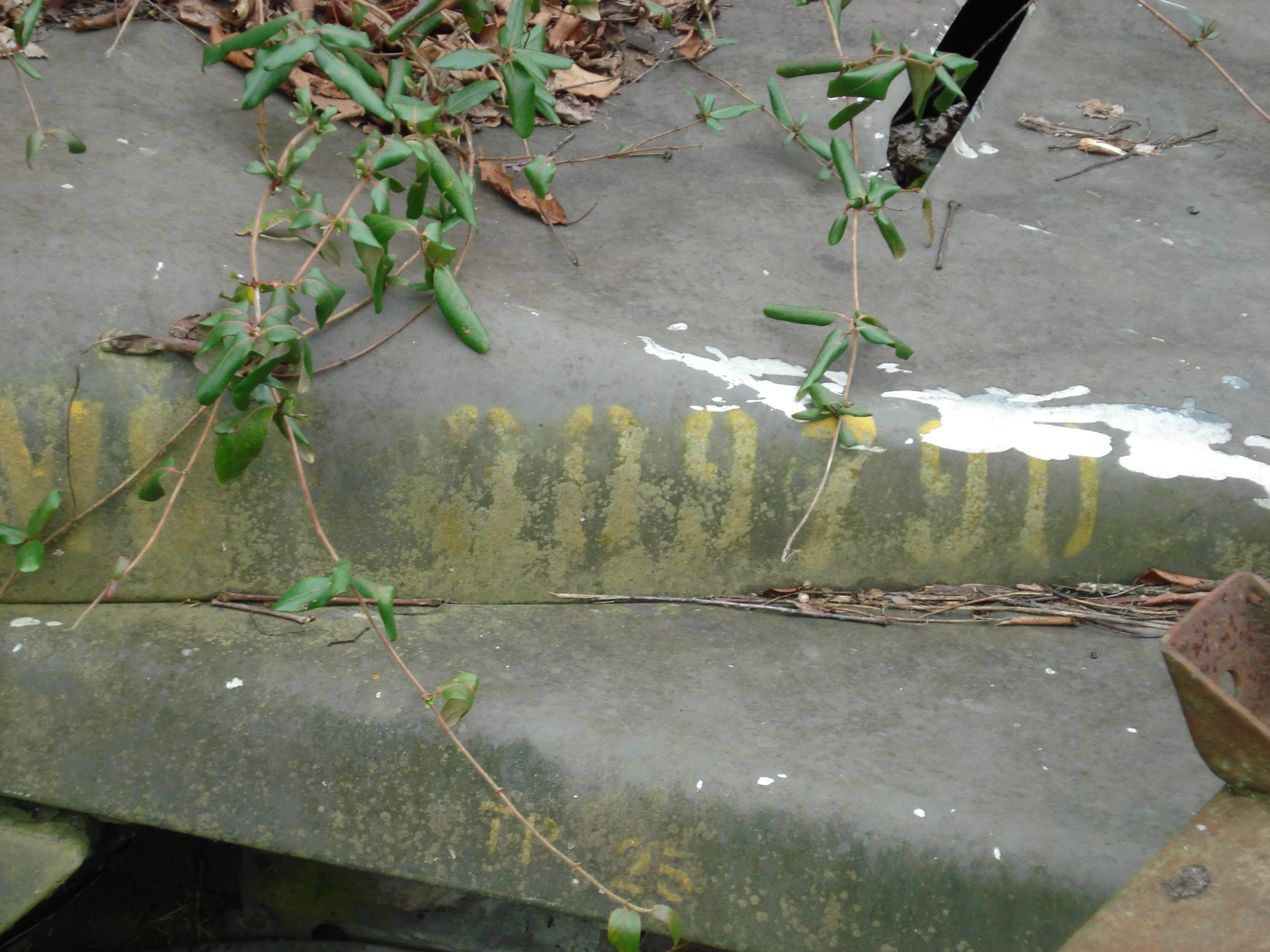 old and dirty steps covered with leaves near bushes