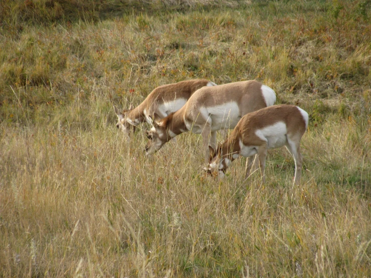 a herd of goats grazing on a field with tall grass