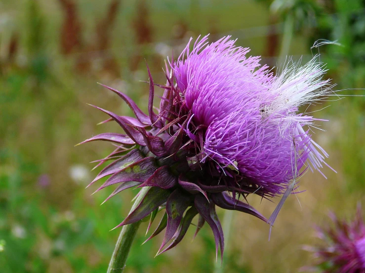 close up of thistle plant with green grass