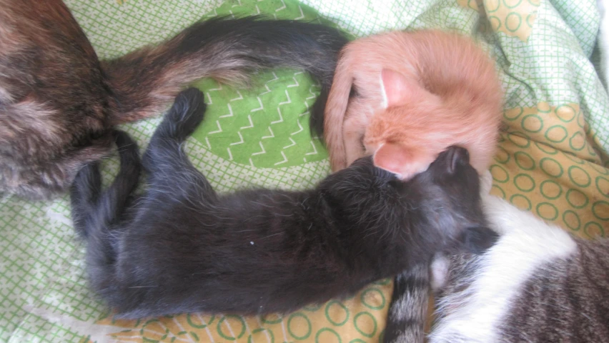 there are three kittens in a group playing together