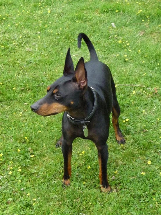a small black and brown dog standing in the grass