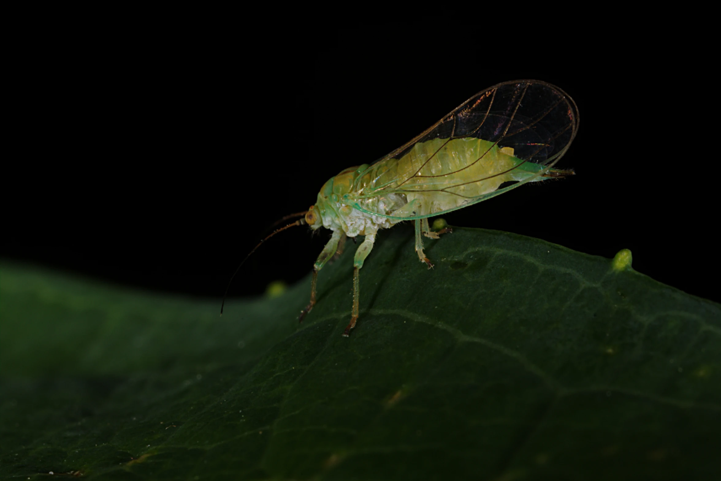 a close up of a green bug on a green leaf