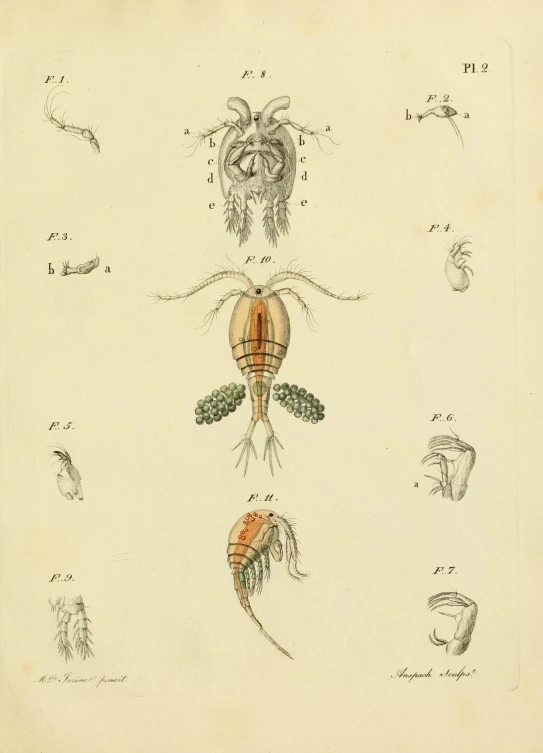 a book showing a series of illustrations with insect parts