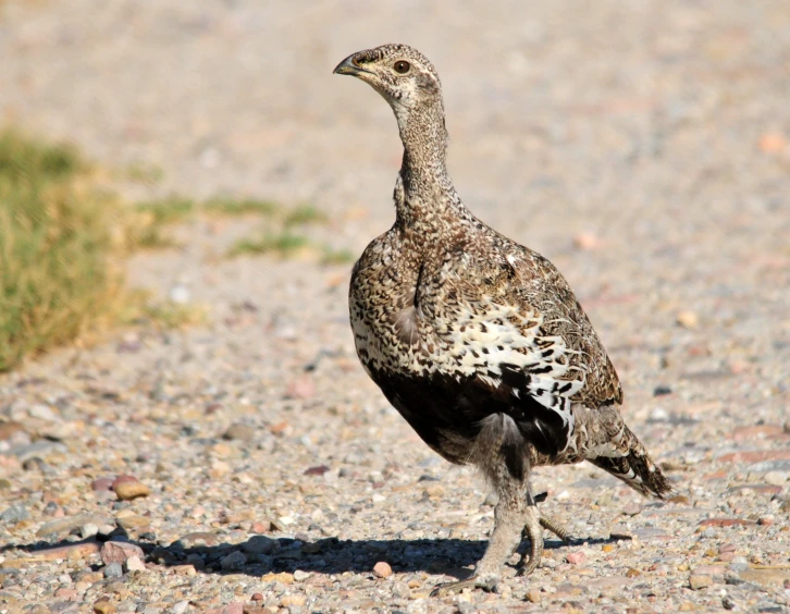 an odd looking bird standing in the sand