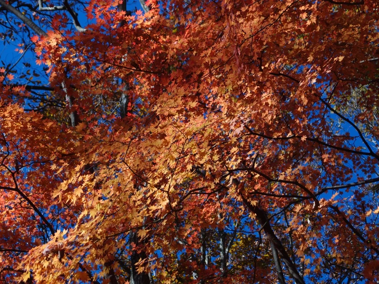 colorful trees turning orange in fall on a sunny day