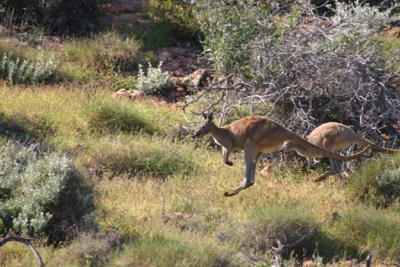 a brown animal that is running in the grass