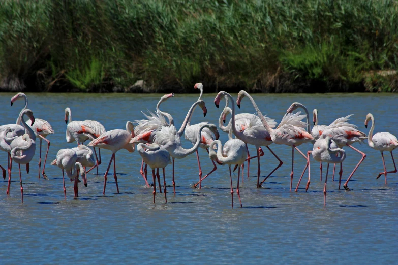 many flamingos standing in water with their necks stretched out