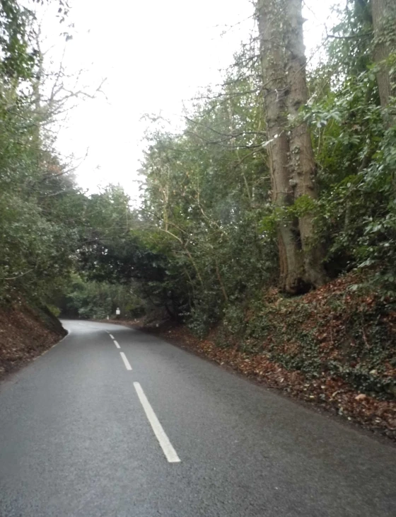 a open road with some tall trees and leaves