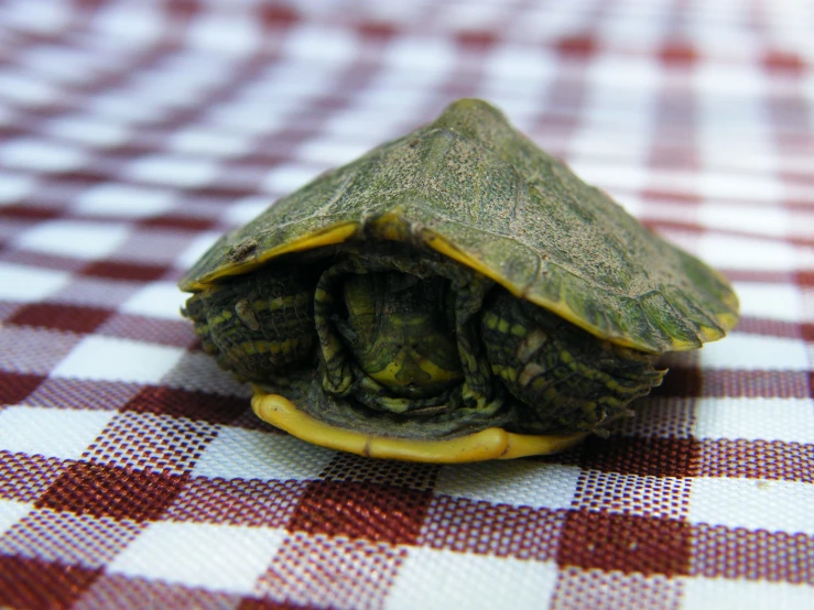 a small tortoise shell sitting on a checkered table cloth