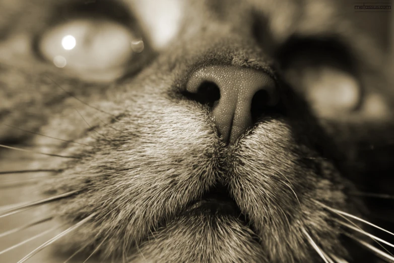 a close up s of the face of a cat