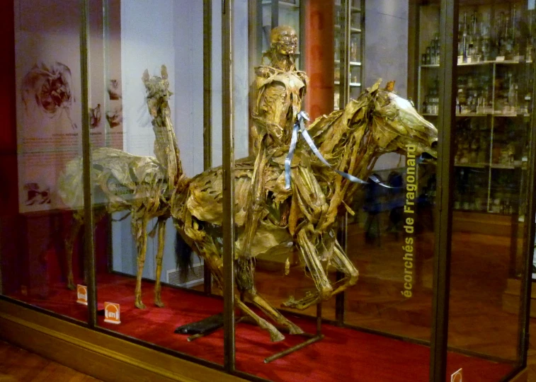 there is a gold horse inside of the glass case