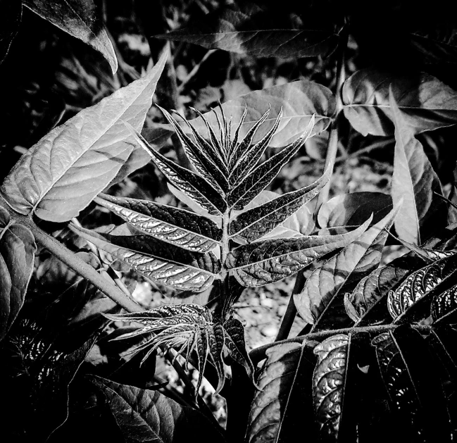 a green plant is in the middle of black and white