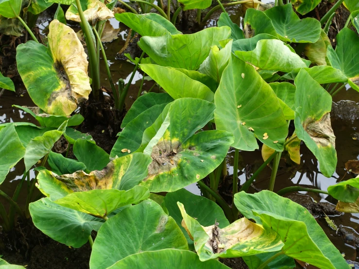 a leafy plant with many green leaves