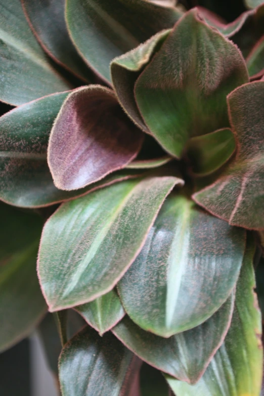 the top view of a green and red plant