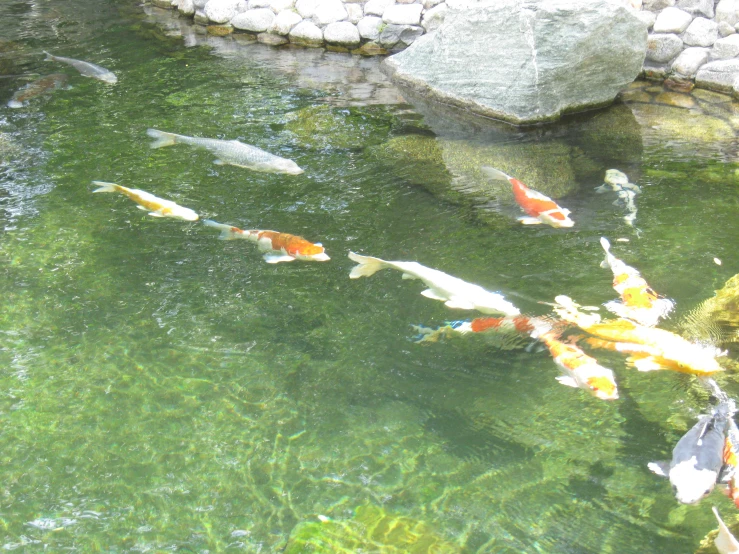 the fish are in the pond and have different colored heads