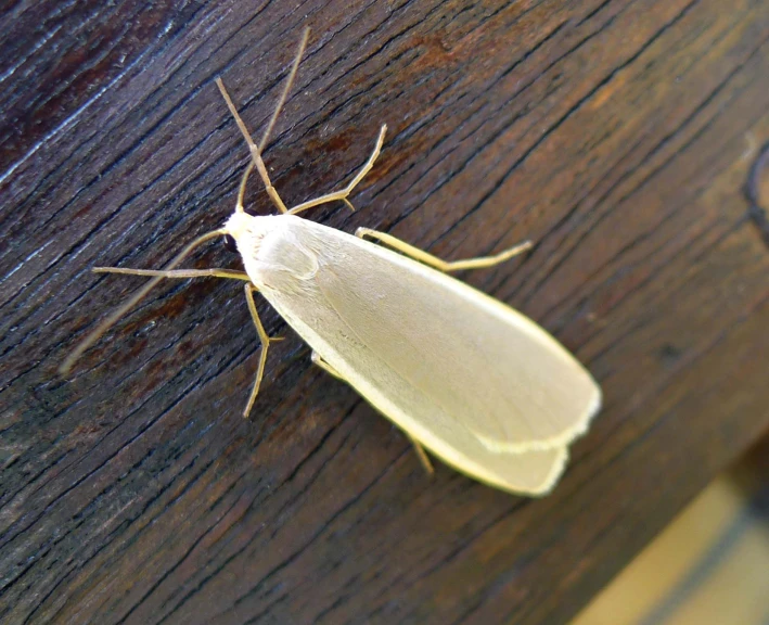 the insect is laying on a wooden surface