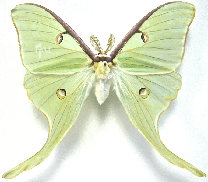 a green erfly sitting up against a white wall