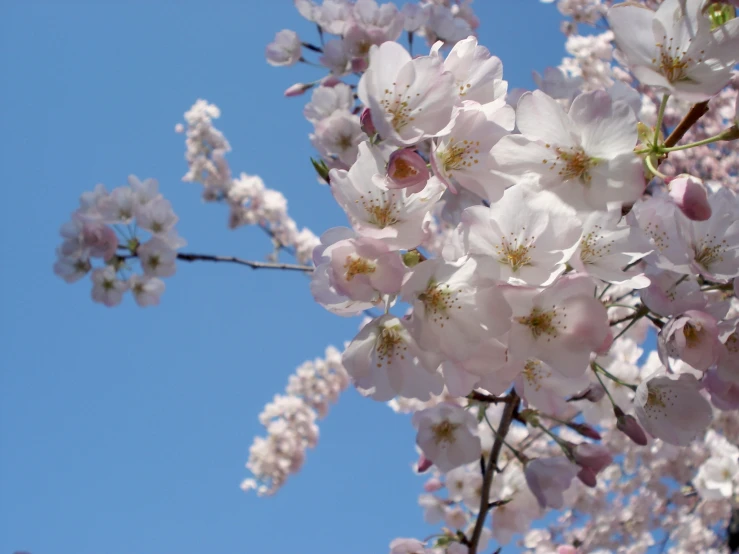 a nch of cherry blossoms is shown with blue sky