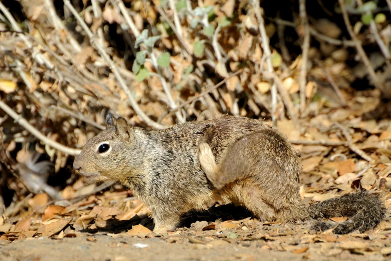 a small squirrel running around on top of leaves