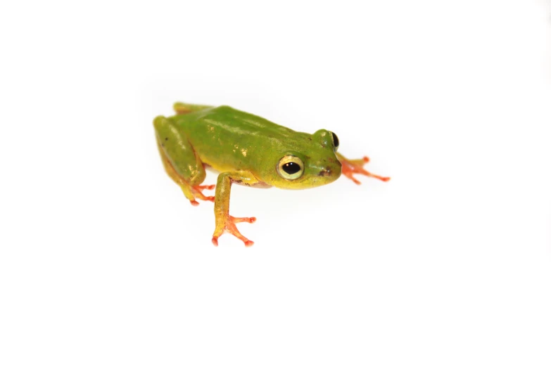 there is a green frog on a white surface