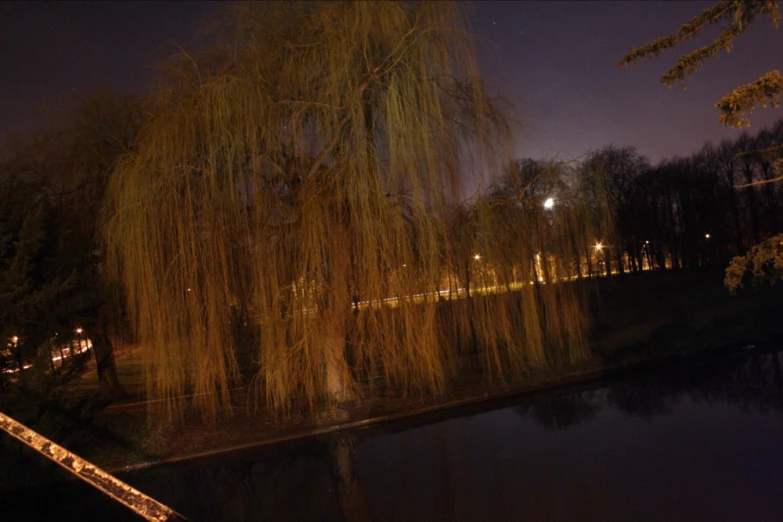a tree and walkway at night next to a lake