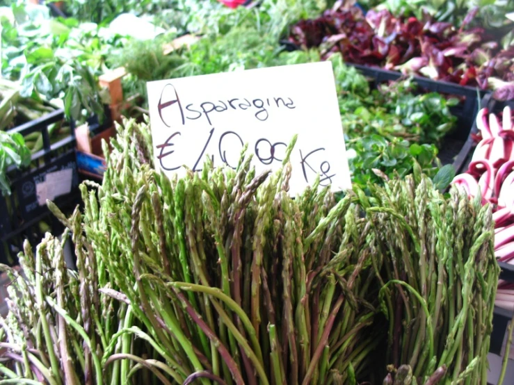 a green herb plant on sale at the market