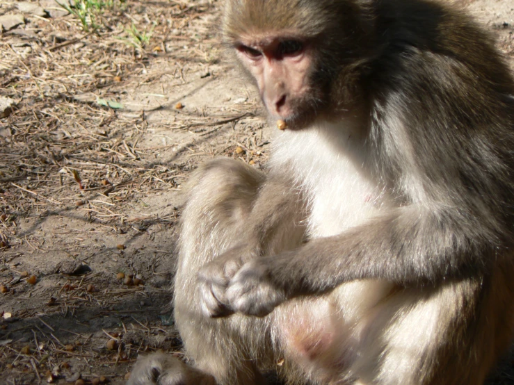 a monkey sitting on the ground with its arms crossed and staring at soing